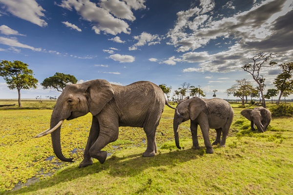 Paws Africa Elephants in Maasai Mara
