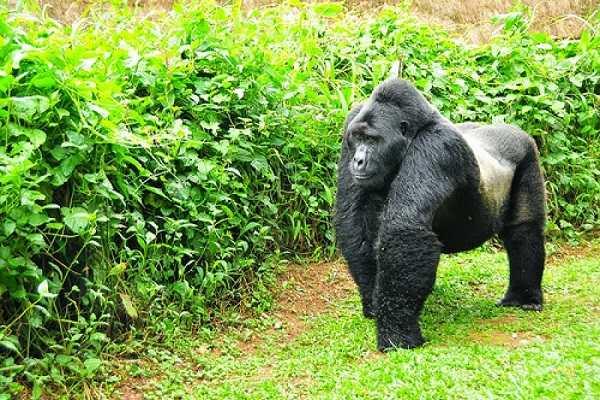 Paws Africa Gorilla Tours