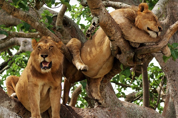 Paws Africa Queen Elizabeth Lions